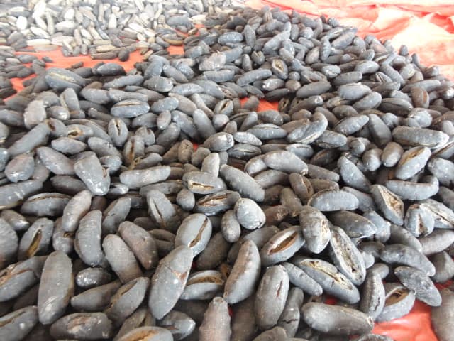 Dried Sea Cucumbers
